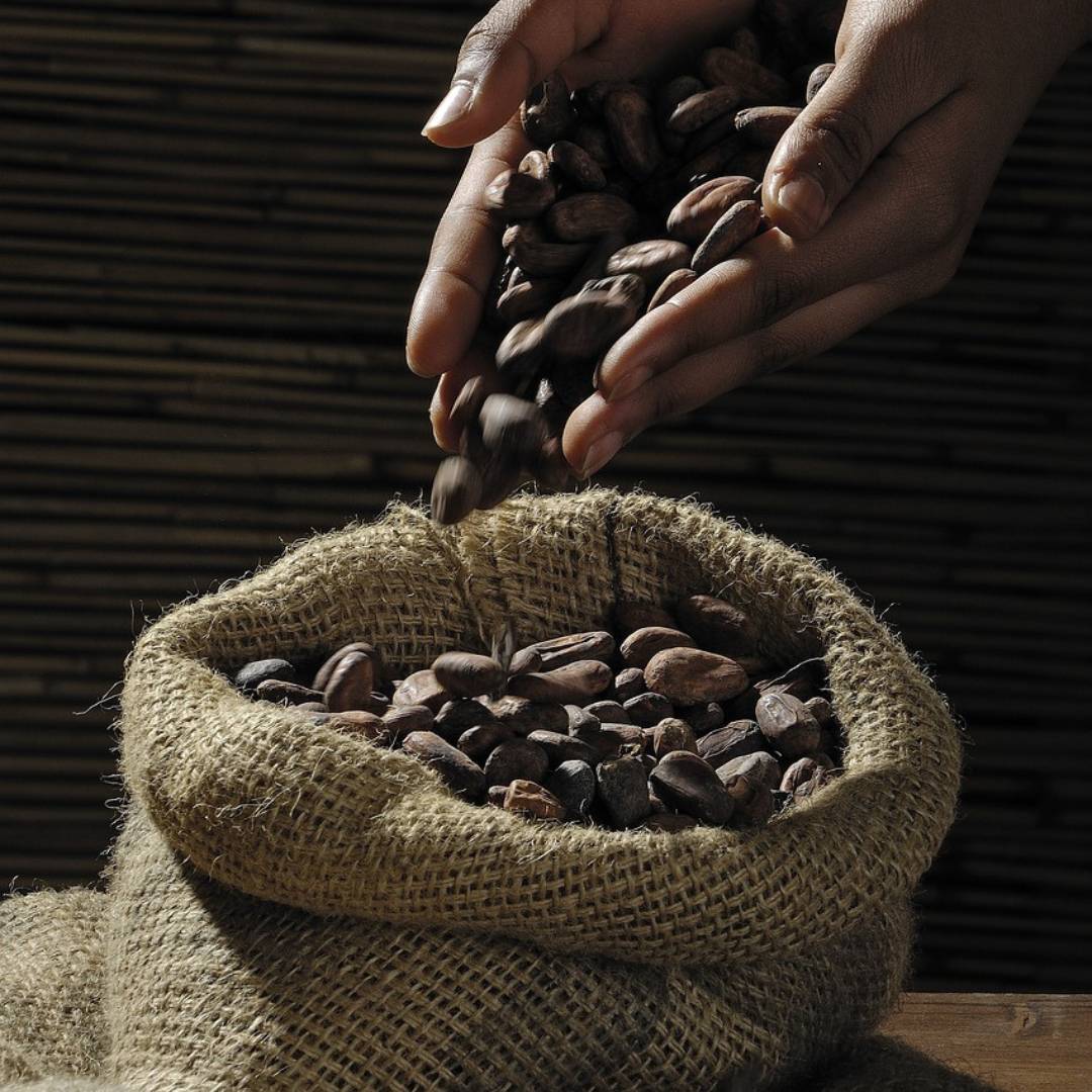 Artisan versant avec ses mains des fèves de cacao dans un sac